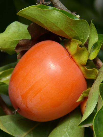 Хурма "ВОСТОЧНАЯ" средняя (октябрь)