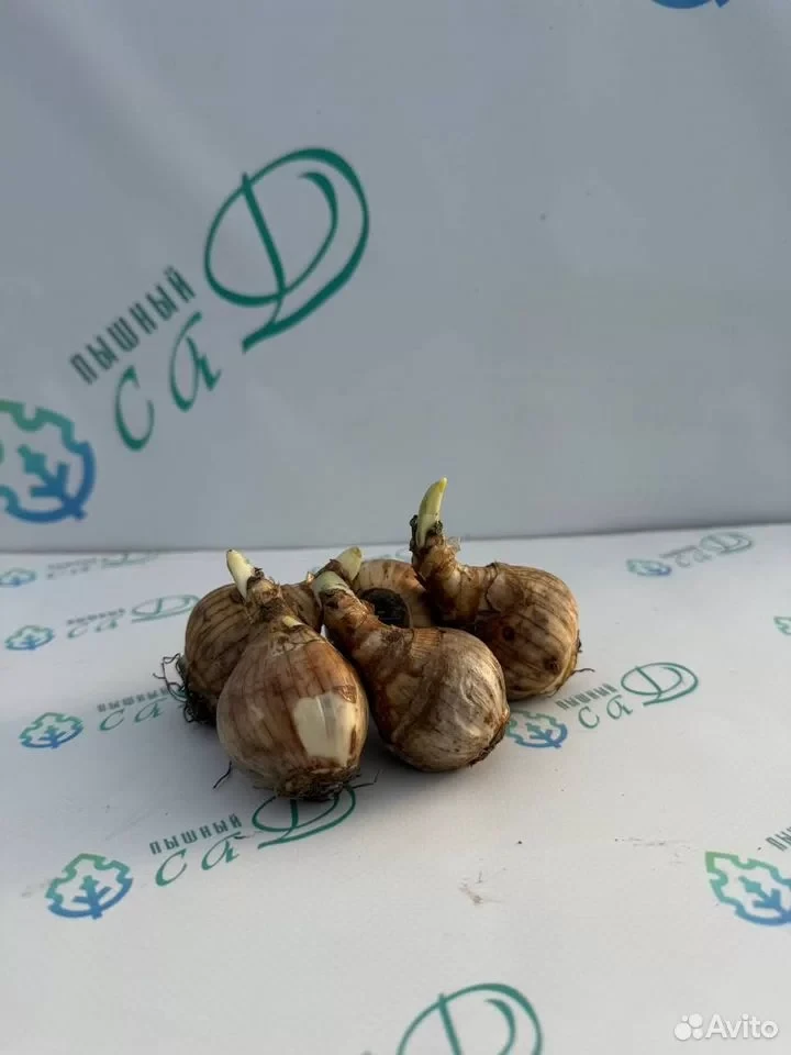 Нарцисс "ОРАНЖЕРИ" (5 штук)